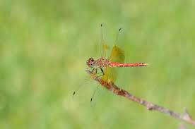 The Dragonfly Whisperer Species Spotlight Band Winged
