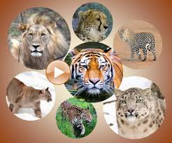 But an f1 like magic above in the video will nearly always be bigger and is now declared the tallest. Wild Cat List Common Name And Species Name