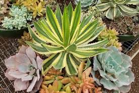 Perfect for cactus and plant lovers! Cactus Succulents For Sale In Loxahatchee Fl A One Stop Garden Shop