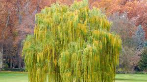 grow and care for weeping willow trees