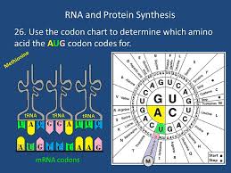 Rna And Protein Synthesis Ribonucleic Acid 1 What Does The