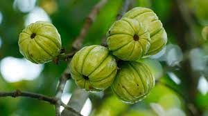 What is the active ingredient and how does it work? Garcinia Cambogia Does It Work