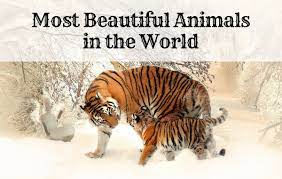 House cats can run 30 mph, which is enough to win a race with the world's fastest human usain bolt, who has a top speed of 27.8 mph. The 10 Most Beautiful And Majestic Animals In The World Owlcation