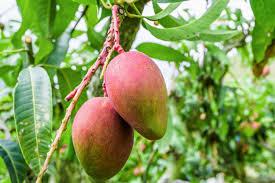 how to grow mango trees