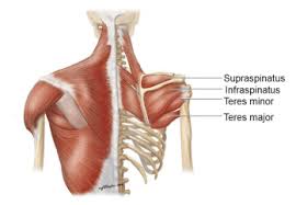 Learn about these muscles, their locations this muscle is located on the upper portion of the back anatomy, underneath the trapezius. Back Anatomy Best Back Workout Lower Back Pain 5 Types Of Back Bone