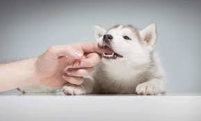 stop puppy biting use discipline