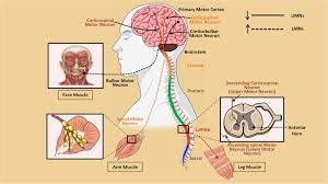 beta motor neuron an overview