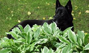 Are Hostas Poisonous To Dogs Or Cats