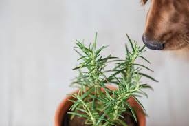 Check spelling or type a new query. Do Herbs Work For Dog Allergies Try These Dogdorable