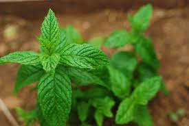 Can Dogs Eat Mint What You Need To