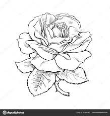 black and white rose flower with leaves