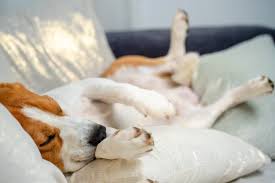 why do dogs twitch in their sleep plus