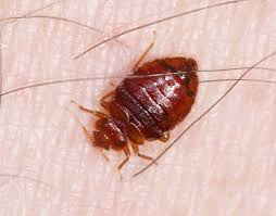 Bed Bugs Do It Yourself Control
