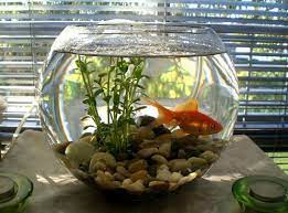 Designer Fish Bowls Indoor Water