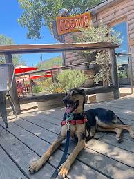 indoor dog friendly places in austin