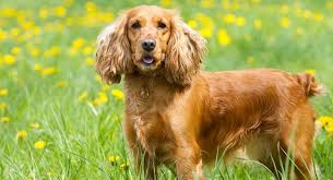 Cocker Spaniel Dog Breed Information Complete Guide