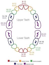 Baby Teething Schedule Good To Have Freakin Eye Teeth