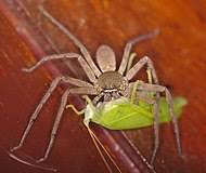Biggest in the world, the giant huntsman spider was discovered in 2001 in a cave in laos. Huntsman Spider Wikipedia