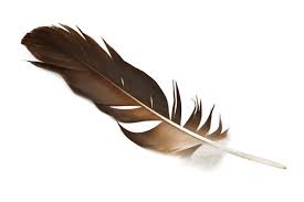 Eagle Feather Images – Browse 336,040 Stock Photos, Vectors, and Video | Adobe Stock