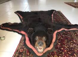 real fur bearskin rug not faux