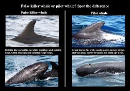 false whales highlighting