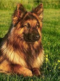 long haired german shepherd dog 1080p