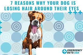 your dog is losing hair around