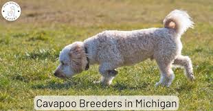cavapoo breeders in michigan list of