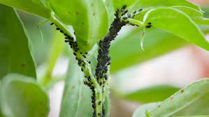 aphids and ants how to tell who is