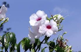 We did not find results for: Pandorea Jasminoides Bignoniaceae Flower Pink Tropical Flora India Pikist