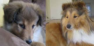 sheltie puppy to dog in pictures