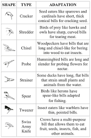 Identification Of Birds By Beaks Birds Of India