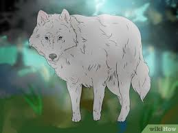 how to own a pet wolf 14 steps with