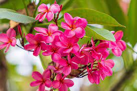 There are various types of pink flowers growing all over the world. List Of 79 Types Of Pink Flower Plant Names Best Pink Flowers