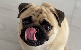 12 reasons dogs lick excessively and