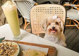 15 pet friendly cafes where you can