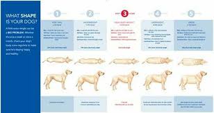 Visual Aid For Good Dog Weight Dog Weight Weight Charts