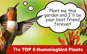 Free Hummingbird Garden Design From