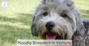 moodle breeders in victoria 2023