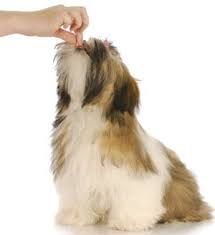 Shih Tzu Food Guidelines For Dogs Of All Ages