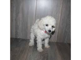 toy poodle dog male cream 2468330 pet