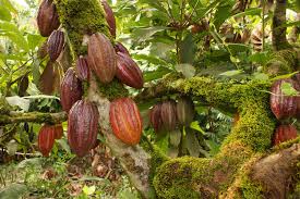 Cocoa Climbs On Chart Based Support Raw Sugar Also Higher