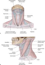 Almost every muscle constitutes one part of a pair of identical bilateral. The Anatomy And Physiology Of The Neck Plastic Surgery Key