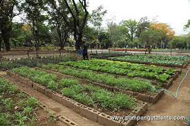 Organic Vegetable Farming Garden In