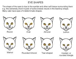 Eye Shapes Cat Eye Colors Eye Color Chart Cat Tail Meaning