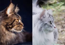 Check spelling or type a new query. Maine Coon Vs Siberian The Little Carnivore