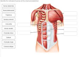 The dominant muscle in the upper chest is the pectoralis major. Solved Identify The Indicated Muscles Of The Chest And Ab Chegg Com