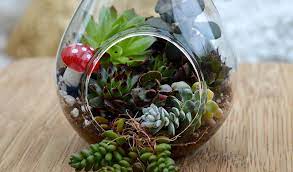 how to make a succulent terrarium