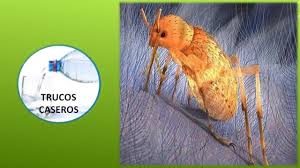Descubra como acabar com as pulgas e prevenir o seu está com um problema de pulgas em casa? Como Eliminar Las Pulgas En Casa Remedios Caseros Contra Las Pulgas Remedios Caseros Pulgas Y Garrapatas Remedios