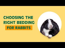 right bedding litter for rabbits